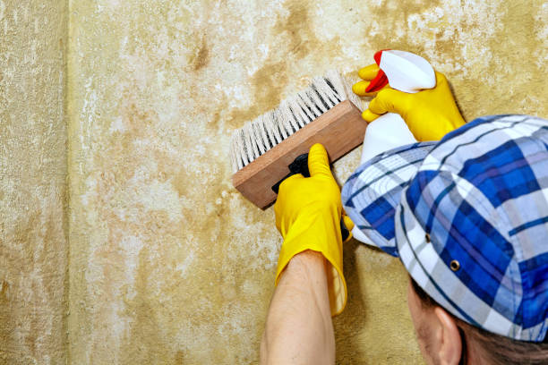 Best Airborne Mold Testing  in Forestville, CA