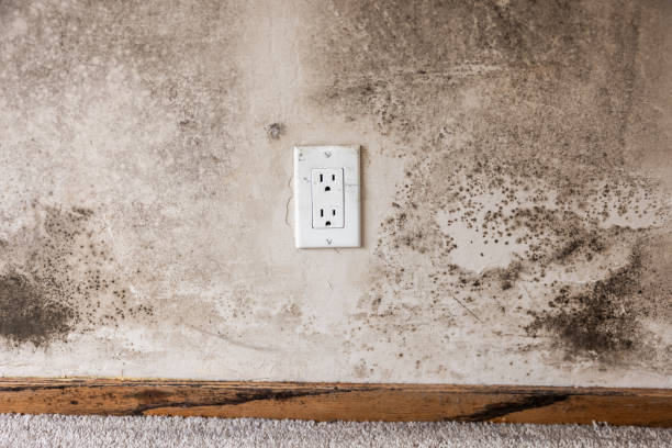 Professional Mold Removal in Forestville, CA