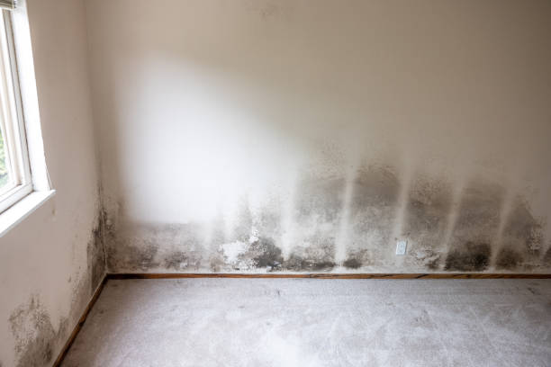 Best Black Mold Removal  in Forestville, CA