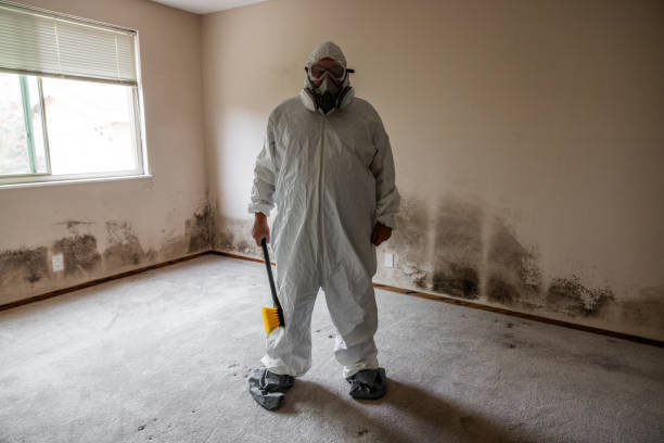 Asbestos and Lead Testing During Mold Inspection in Forestville, CA