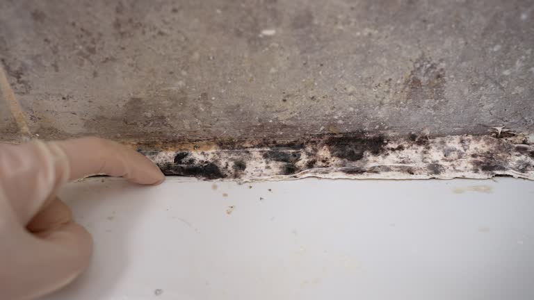 Best Dehumidification Services  in Forestville, CA