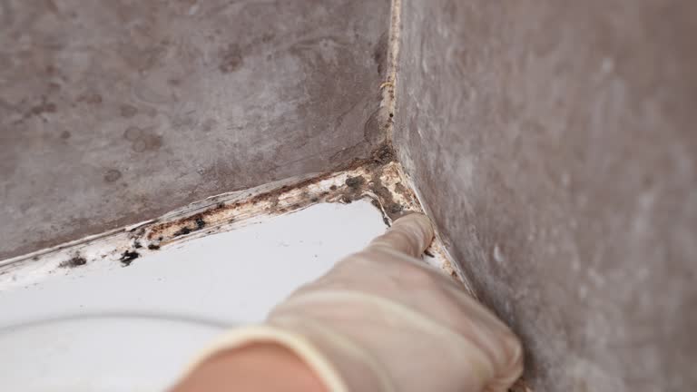 Best Environmental Consulting for Mold Prevention  in Forestville, CA